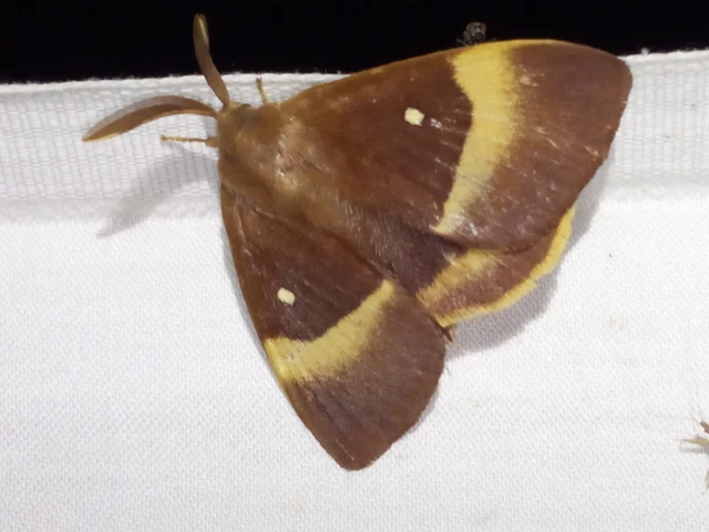 Lasiocampa quercus - tölgyfaszövő