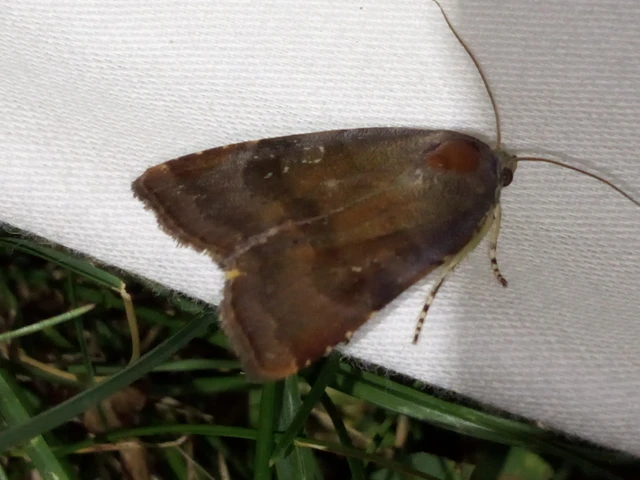 Noctua janthe/janthina