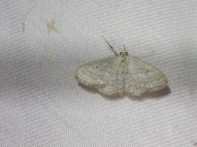 Idaea subsericeata - ötvonalas apróaraszoló