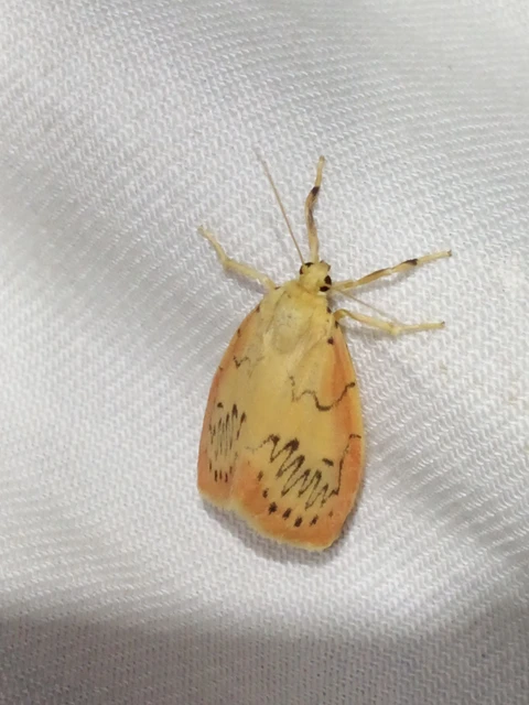 Miltochrista miniata - piros medvelepke