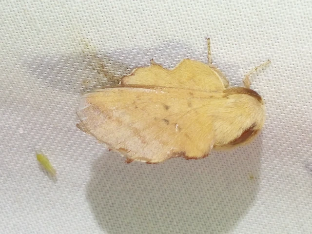 Phyllodesma tremulifolia - nyárlevélpohók