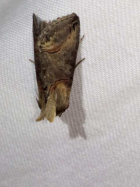 Abrostola triplasia - közönséges csalánbagoly