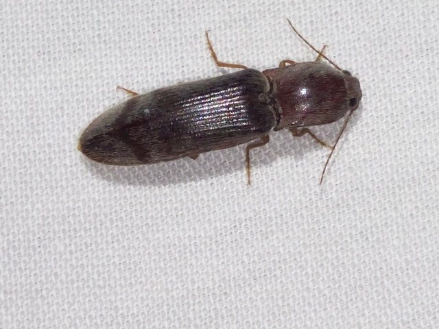 Stenagostus rhombeus - rombusznyakú pattanó