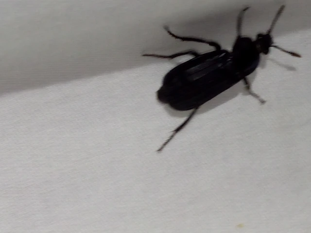 Necrodes littoralis - nagy dögbogár