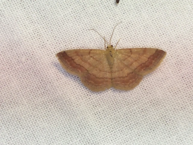 Scopula rubiginata - réti pirosaraszoló