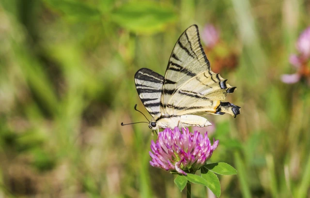 Iphiclides podalirius - kardoslepke