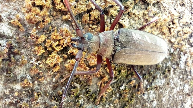 Aegosoma scabricorne - diófacincér Aegosoma scabricorne - diófacincér