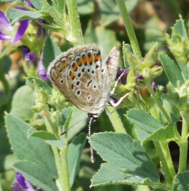 Plebejus argus - ezüstös boglárka