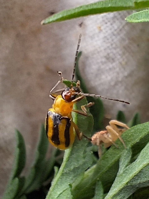 Diabrotica virgifera - amerikai kukoricabogár