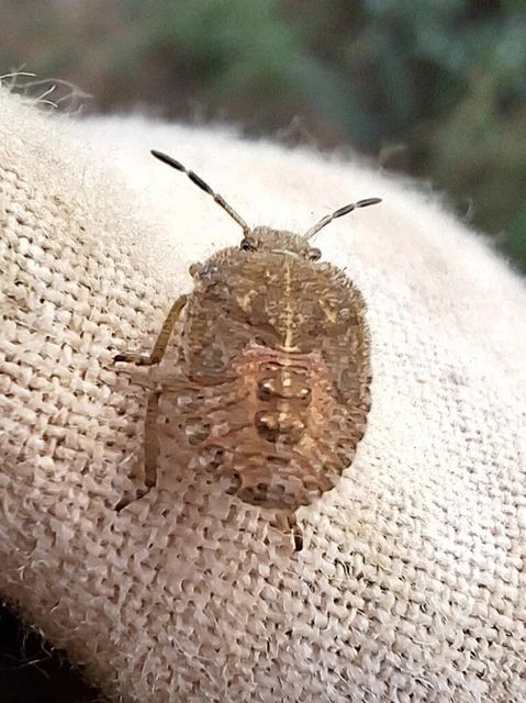 Dolycoris baccarum - közönséges bogyómászó-poloska Dolycoris baccarum - közönséges bogyómászó-poloska