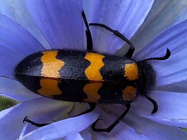 Mylabris variabilis - szalagos hólyaghúzó Mylabris variabilis - szalagos hólyaghúzó