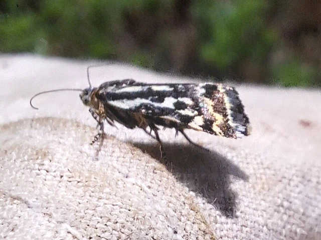 Emmelia trabealis - zebrabagoly