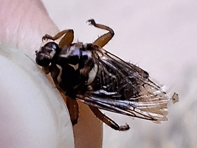 Diptera - Kétszárnyúak