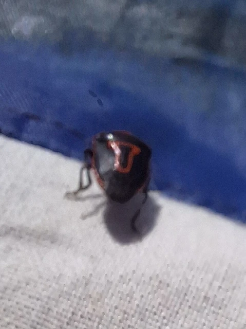 Perillus bioculatus Perillus bioculatus