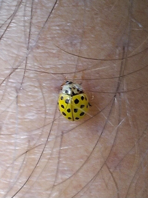 Psyllobora vigintiduopunctata - huszonkétpettyes katica