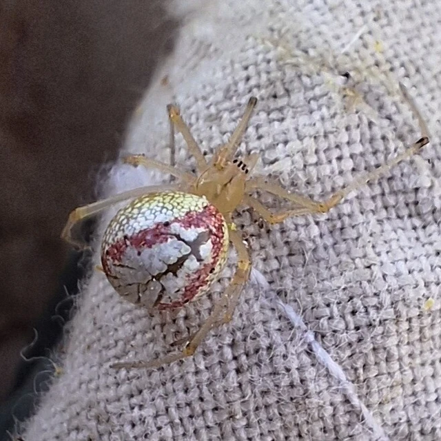 Araneae - Pókok
