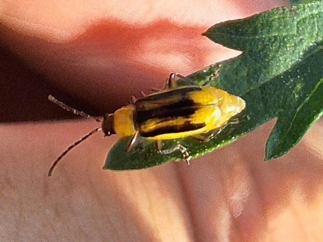 Diabrotica virgifera - amerikai kukoricabogár