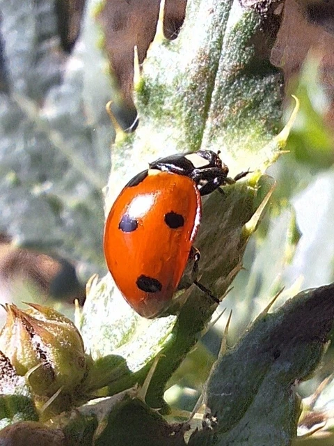 Coccinella septempunctata - hétpettyes katica