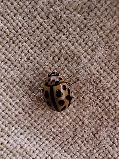 Tytthaspis sedecimpunctata - tizenhatpettyes katica