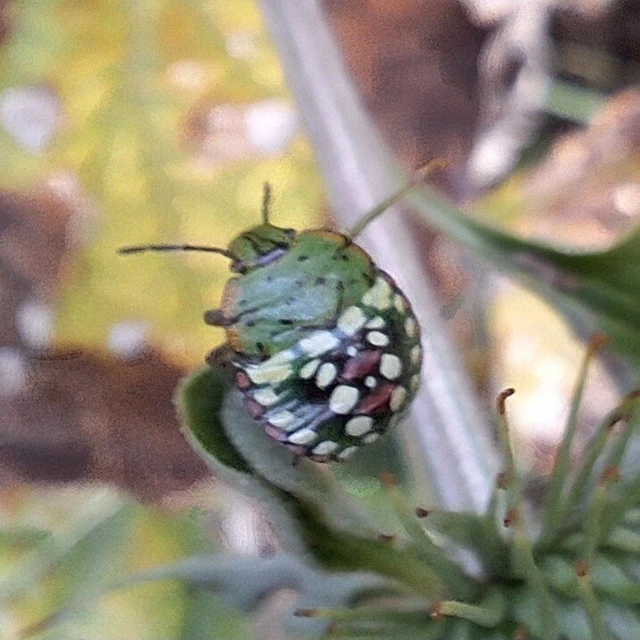 Nezara viridula - zöld vándorpoloska Nezara viridula - zöld vándorpoloska