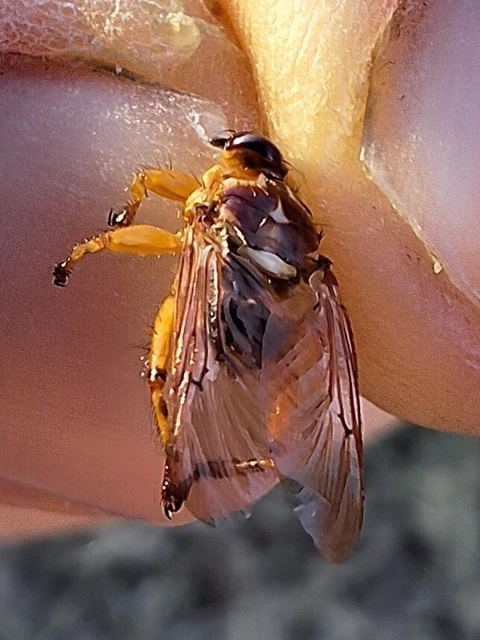 Diptera - Kétszárnyúak