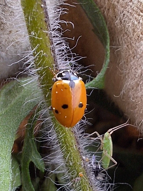 Hippodamia variegata - tizenhárompettyes katica