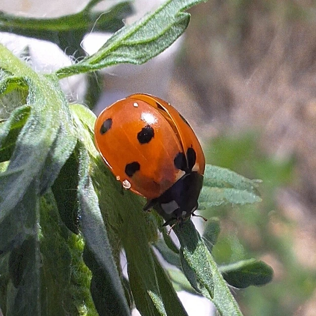 Coccinella septempunctata - hétpettyes katica