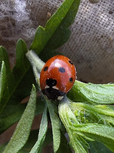Coccinella septempunctata - hétpettyes katica