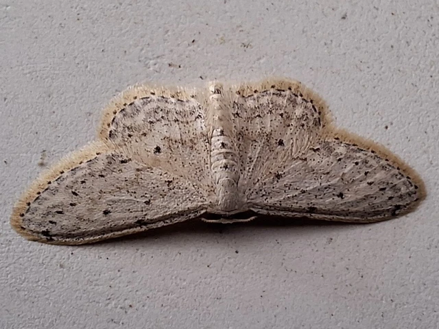 Idaea seriata - szürke apróaraszoló