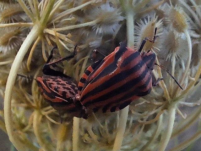 Graphosoma italicum - csíkos pajzsospoloska Graphosoma italicum - csíkos pajzsospoloska