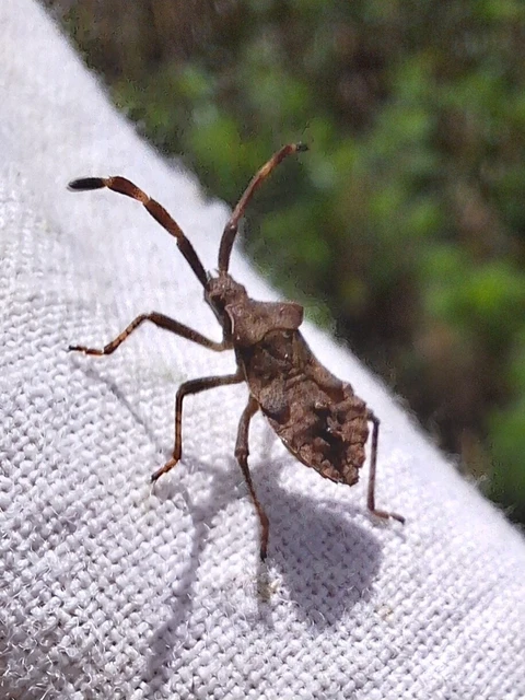 Coreus marginatus - közönséges karimáspoloska