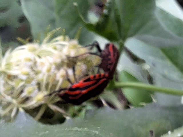 Graphosoma italicum - csíkos pajzsospoloska Graphosoma italicum - csíkos pajzsospoloska