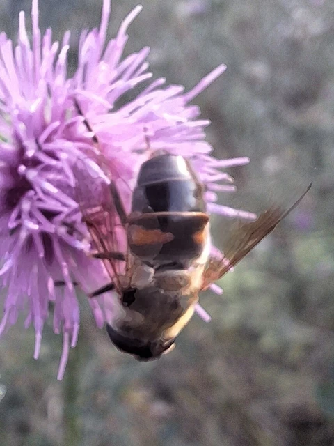 Diptera - Kétszárnyúak