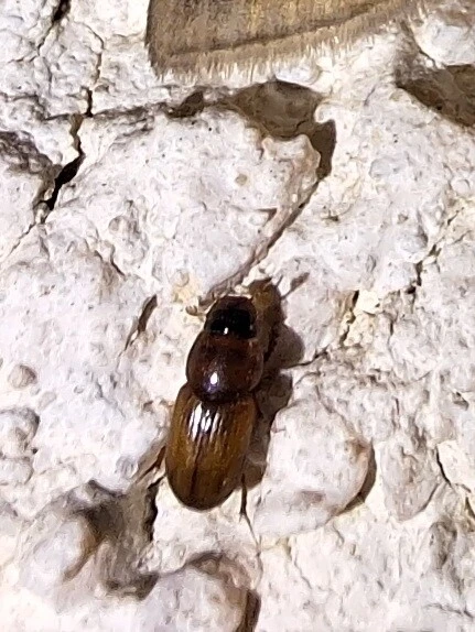 Aphodiinae