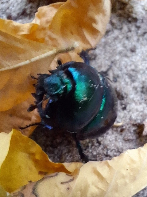 Trypocopris vernalis - tavaszi álganéjtúró Trypocopris vernalis - tavaszi álganéjtúró