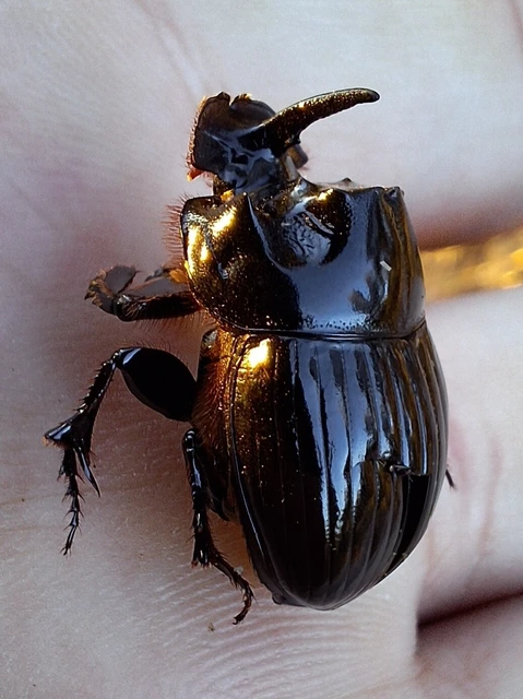 Copris lunaris - közönséges holdszarvú-ganéjtúró