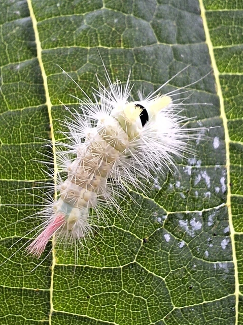 Calliteara pudibunda - hamvasszövő