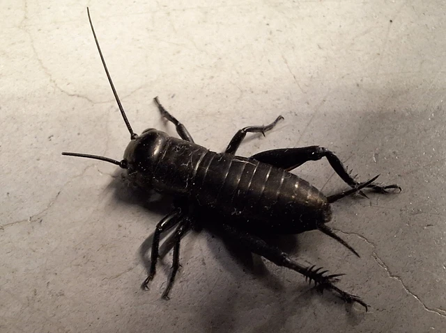 Gryllus campestris - mezei tücsök