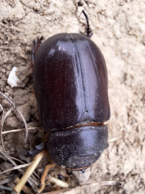 Oryctes nasicornis - orrszarvú bogár