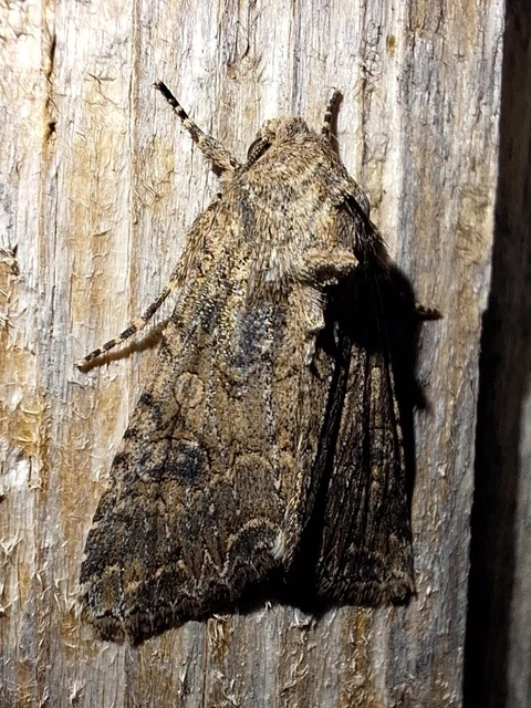 Hadula trifolii - lóherebagoly