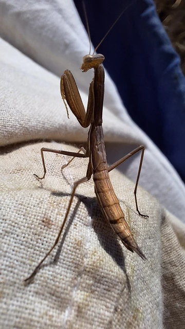 Mantodea - Fogólábúak