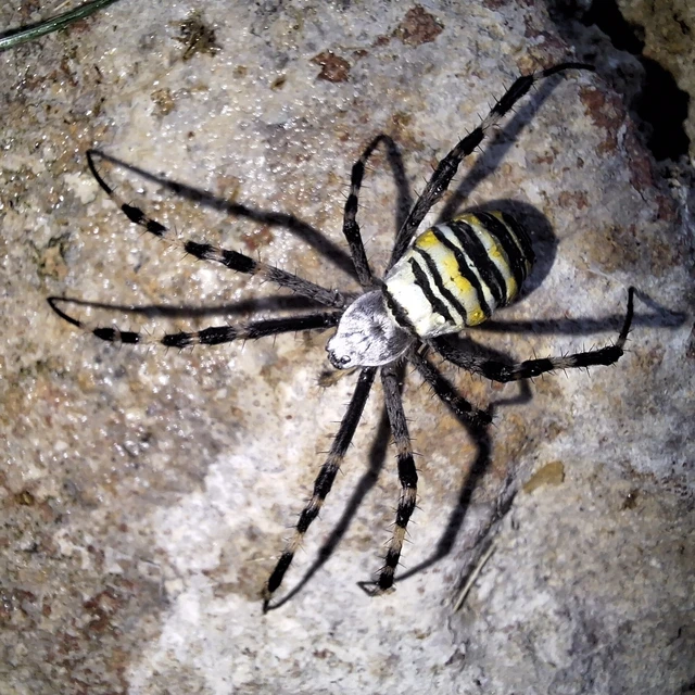 Araneae - Pókok