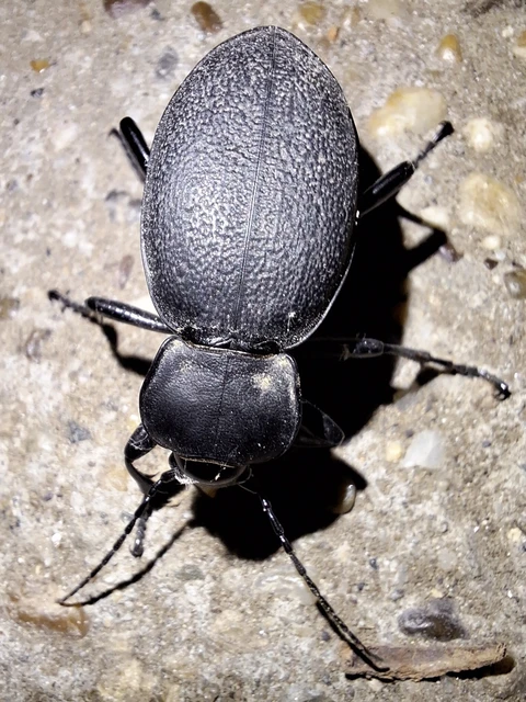 Carabus coriaceus - bőrfutrinka Carabus coriaceus - bőrfutrinka