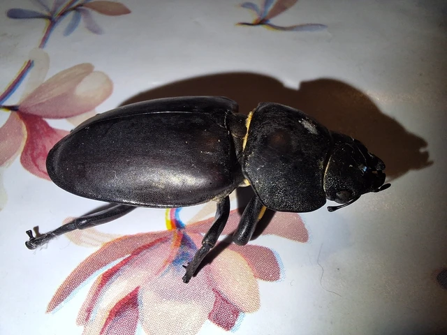 Lucanus cervus - nagy szarvasbogár