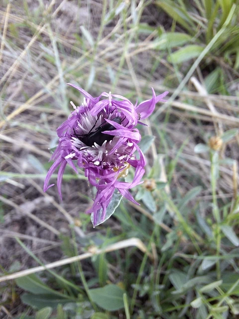 Podonta nigrita - szerecsenbogár