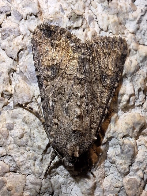 Hadula trifolii - lóherebagoly