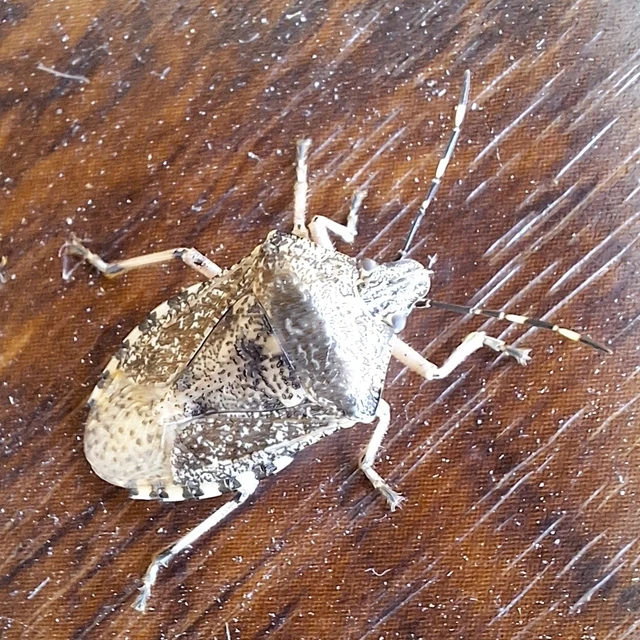 Rhaphigaster nebulosa - bencepoloska Rhaphigaster nebulosa - bencepoloska
