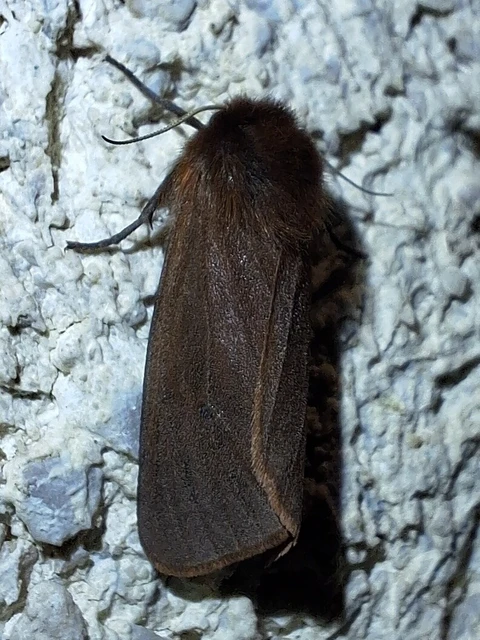 Phragmatobia fuliginosa - füstös medvelepke