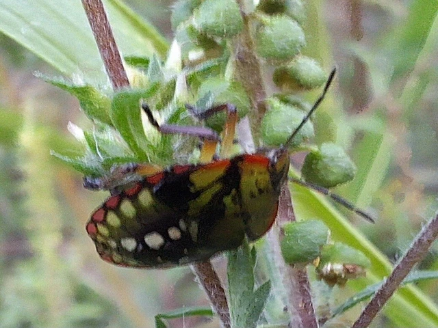 Nezara viridula - zöld vándorpoloska Nezara viridula - zöld vándorpoloska