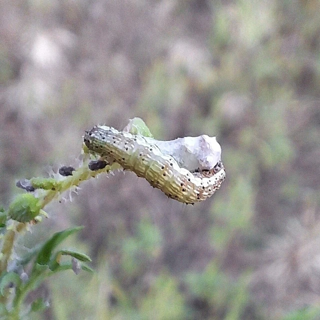Helicoverpa armigera - kukorica-veteménybagoly